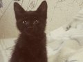 Черный котенок-девочка