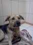 Пес в ветеринарной клинике"ВИТА"