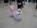 Выставка "Шоу-парад собак"