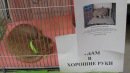 Выставка домашних животных "Кошки мышки"