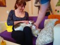 "НЕКО кафе": благотворительная выставка кошек