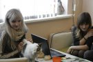 "НЕКО кафе": благотворительная выставка кошек