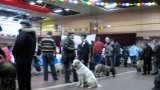 В СК "Энергия" состоялась выставка собак. 